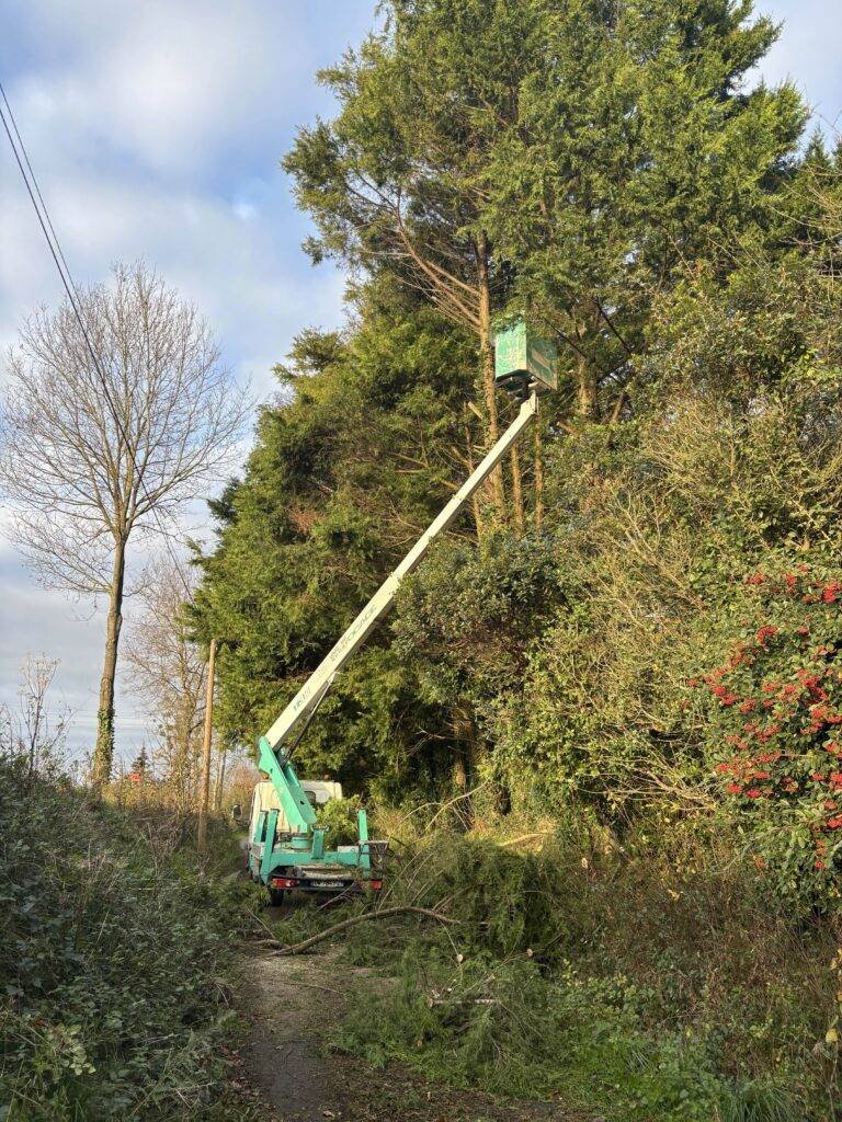 Abattage d’arbre sécurisé près de Rennes