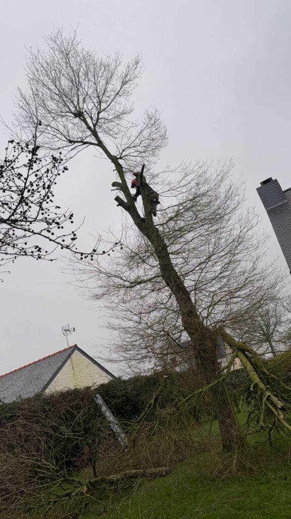 Chantier d’élagage réalisé par Thibault Élagage en Ille-et-Vilaine