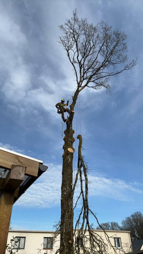Abattage d’arbre sécurisé près de Rennes
