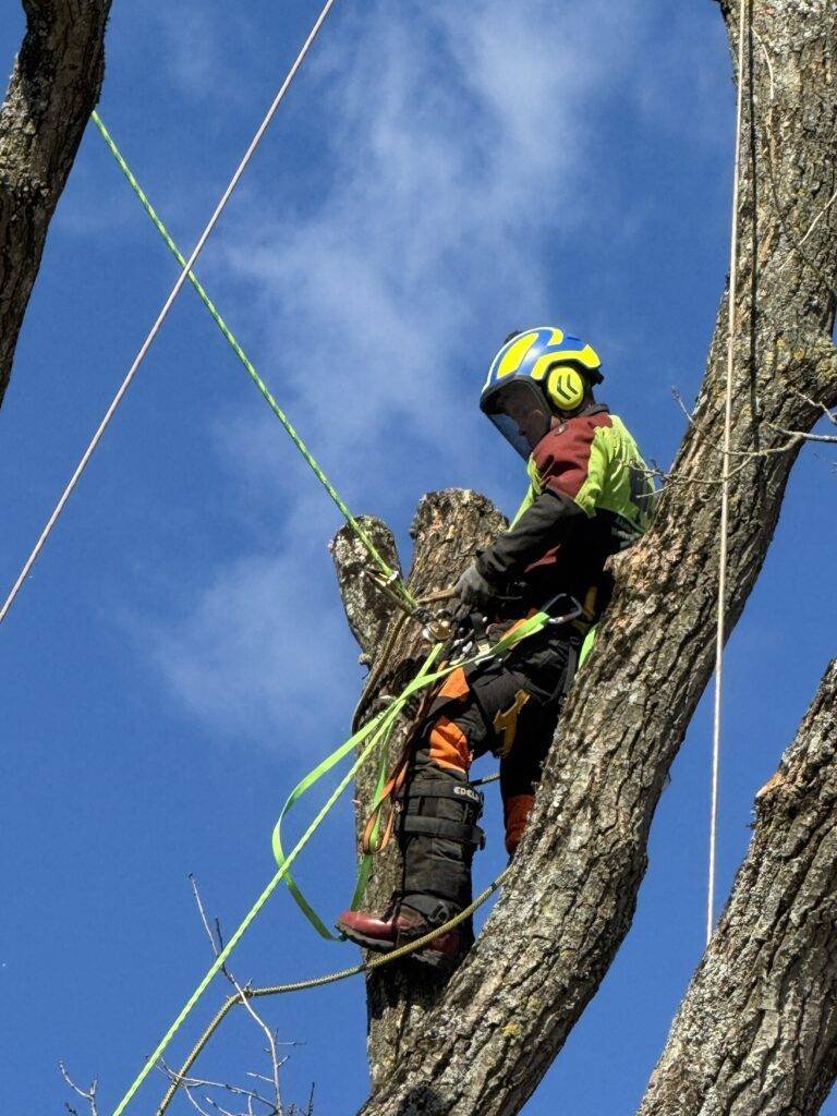 Chantier d’élagage réalisé par Thibault Élagage en Ille-et-Vilaine